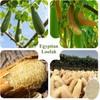 Esponja de Lufa Egipcia Natural Firstwon: Exfoliación Corporal Profunda