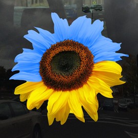 Ukraine Flag Colored Realistic Sunflower Decal - Vinyl Sticker for Cars, Laptops, Windows and Water Bottles - 3 Inches Wide
