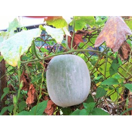 TomorrowSeeds - Giant Winter Melon Seeds - 20+ Count - for 2025 Planting Ash Wax Gourd White Skin Chinese Dong Gua Tallow Pumpkin Fuzzy Hair Asian Vegetable Grow Your Own Home Farm Patio Healthy