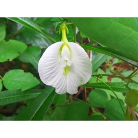 Serendipity Seeds Tropical Flower Seeds -White Single Flower Butterfly Pea -10 Seeds -Clitoria