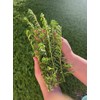 Myoporum Parvifolium Creeping Boobialla Plant, 5-6 inch Cuttings (100)