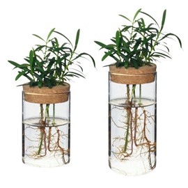 Zernblend Pack of 2 Vases with Wooden Lid, Vase, Small Vases, Tulip Vase (6.5 cm x 10 cm + 6.5 cm x 15 cm)