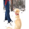 Regal Dog Products Waterproof Leash – 5 ft. Red Dog