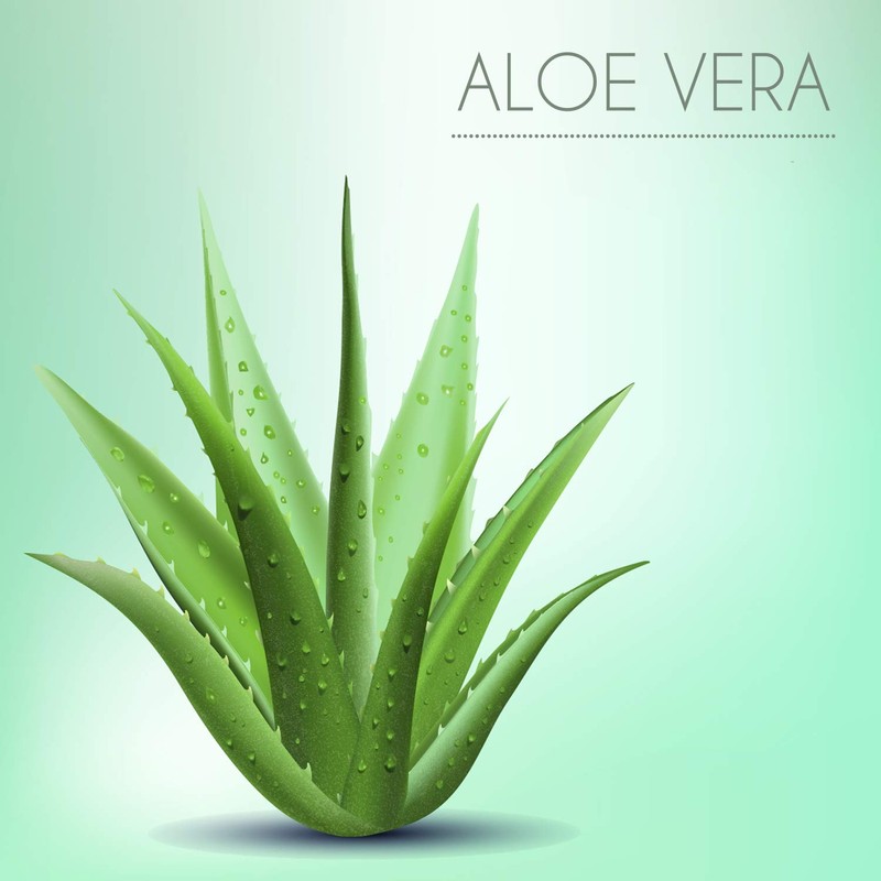 Procave Micro Aloe Vera Summer Program
