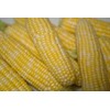 30 Peaches and Cream Hybrid Sweet Corn Seeds Heirloom Non