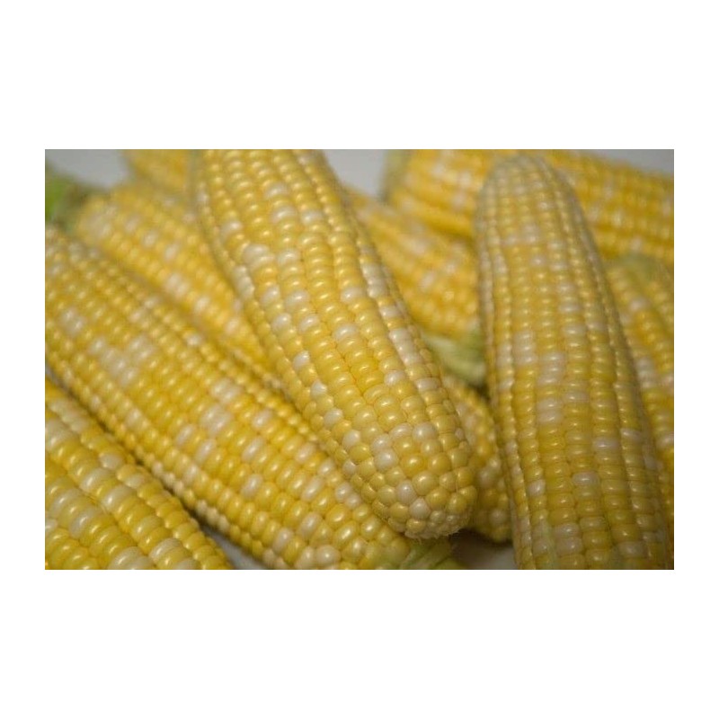 30 Peaches and Cream Hybrid Sweet Corn Seeds Heirloom Non