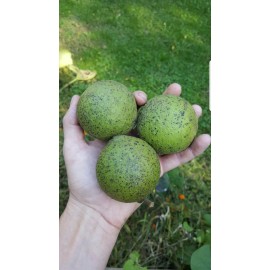 Fresh 10+ Real Wisconsin Black Walnut Seeds for planting! (Juglans nigra) Fresh 2024!