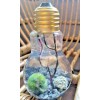 Miniature Marimo Moss Ball Terrarium