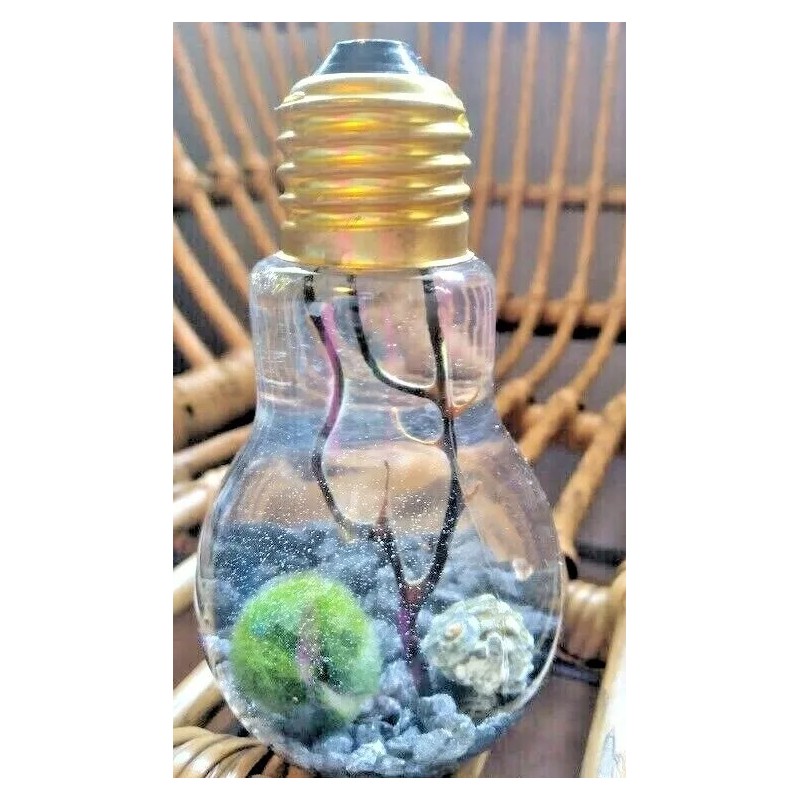Miniature Marimo Moss Ball Terrarium