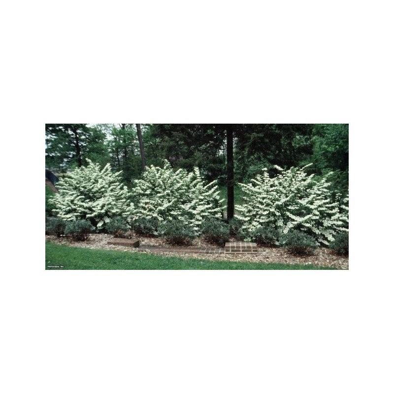 Bush Japanese Snowball Shrub - 6-12" Tall - Live Plant