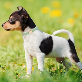 YUDOTE Soft Leather Dog Collar with Safety Quick Release Metal Buckle, Natural Cotton Padded Faux Leather Collar for Puppies with Sensitive Skin, Sage Green