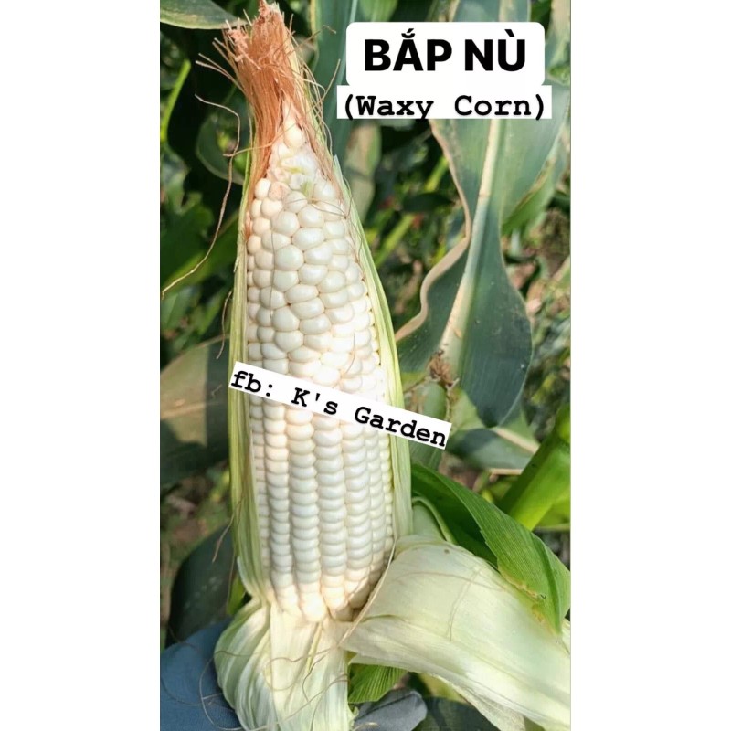 KSGARDEN 10GR = 30+ PCS WAXY CORN WHITE EXTRA STICK