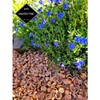 Hazel Shell Mulch Amendment Product - 6 lbs (Hazelnut Shells)