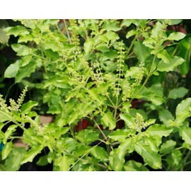 TomorrowSeeds - Green Leaf Holy Basil Seeds - 500+ Count Packet - for 2024 (Kapoor Tulsi) Ocimum Sanctum Tenuiflorum Tulasi Thai Sweet