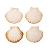 Finoly Large Natural Shells Pack 4/8/12/16 Pieces for Kitchen Decoration