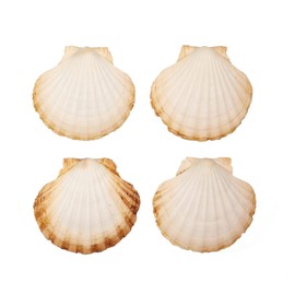 Finoly Large Natural Shells Pack 4/8/12/16 Pieces for Kitchen Decoration Craft