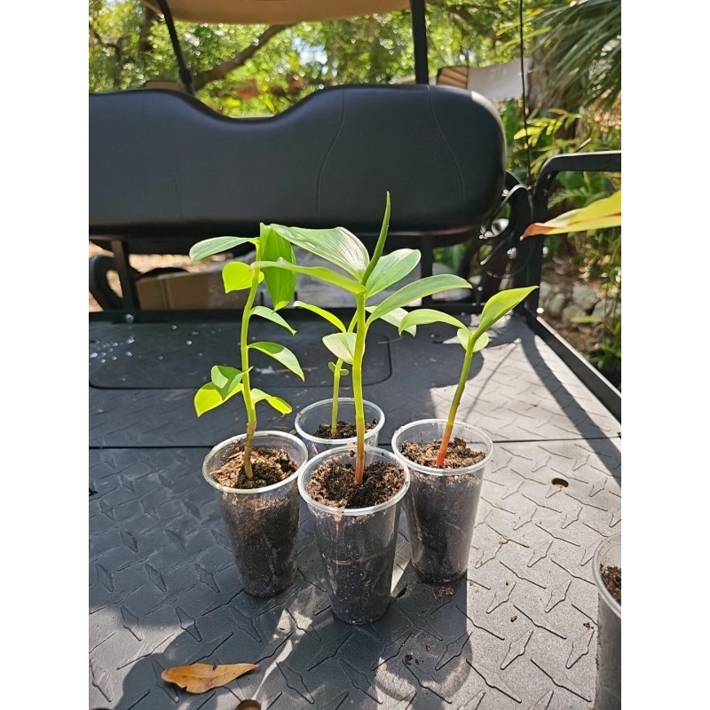 sylviasfloridagarden Spiral Red Button Ginger Costus woodsonii rooted