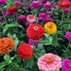 500 California Giant Mixed Zinnia Seeds 5 Grams of Seeds