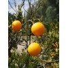 40 Pcs Orange Seeds Planting for Outdoor Indoor