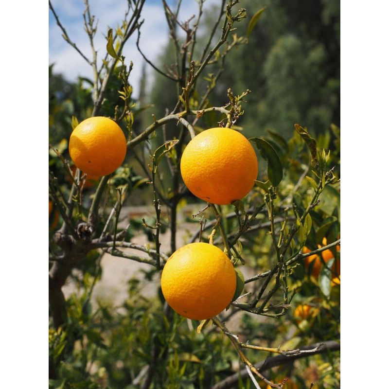 40 Pcs Orange Seeds Planting for Outdoor Indoor
