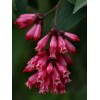 Buy Rare Seeds Cestrum elegans Smithii | Pink Cestrum |