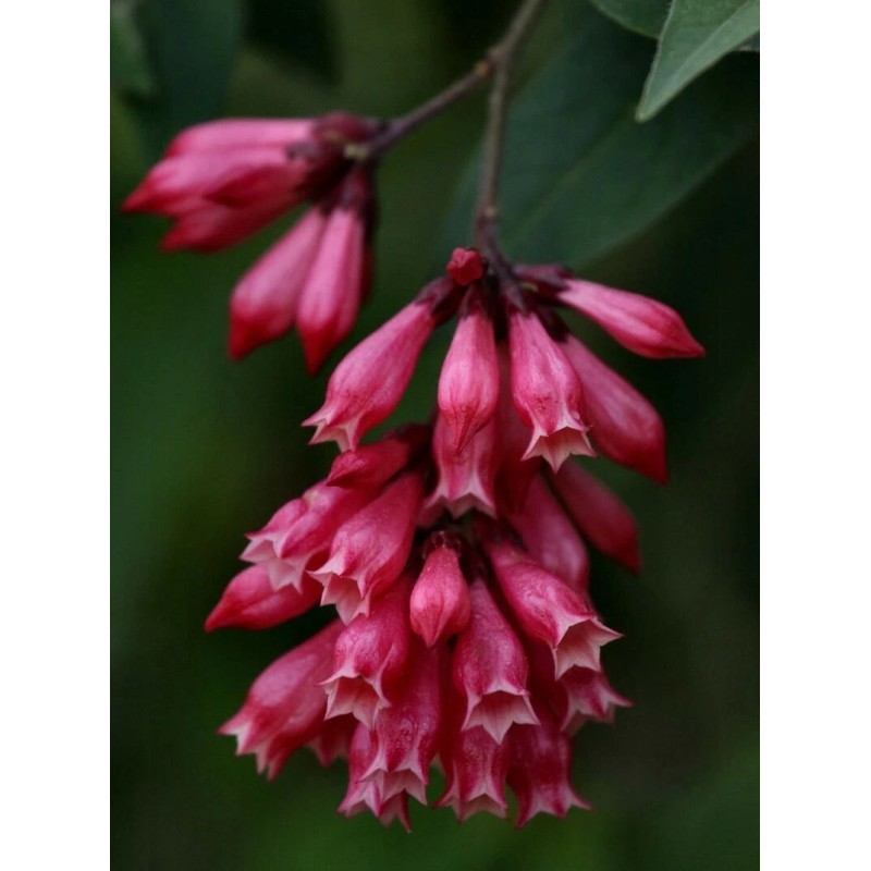 Buy Rare Seeds Cestrum elegans Smithii | Pink Cestrum |