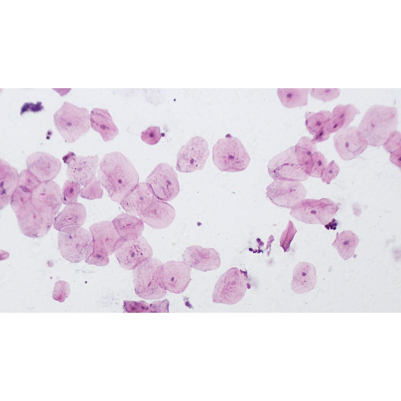 Bresser Microscope High Quality Prepared Slides - White (Pack of