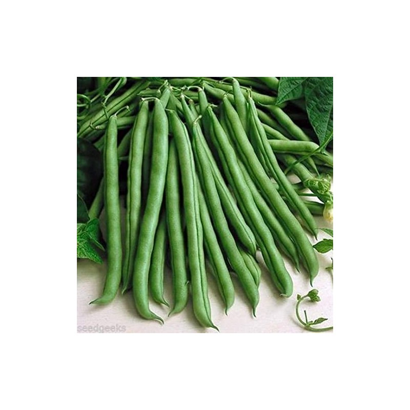70 Blue Lake Pole Bean Heirloom Seeds Stringless Heirloom -