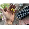 Bountiful Garden Nursery Pakistan Long Mulberry Tree - Live Plant