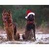 DOGWONG Christmas Dog Collar with Bow tie, Red Plaid Dog