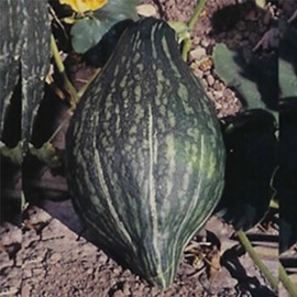 Green Hubbard Winter Squash Garden Seeds - 1 Oz - Non-GMO, Heirloom - Vegetable Gardening Seed