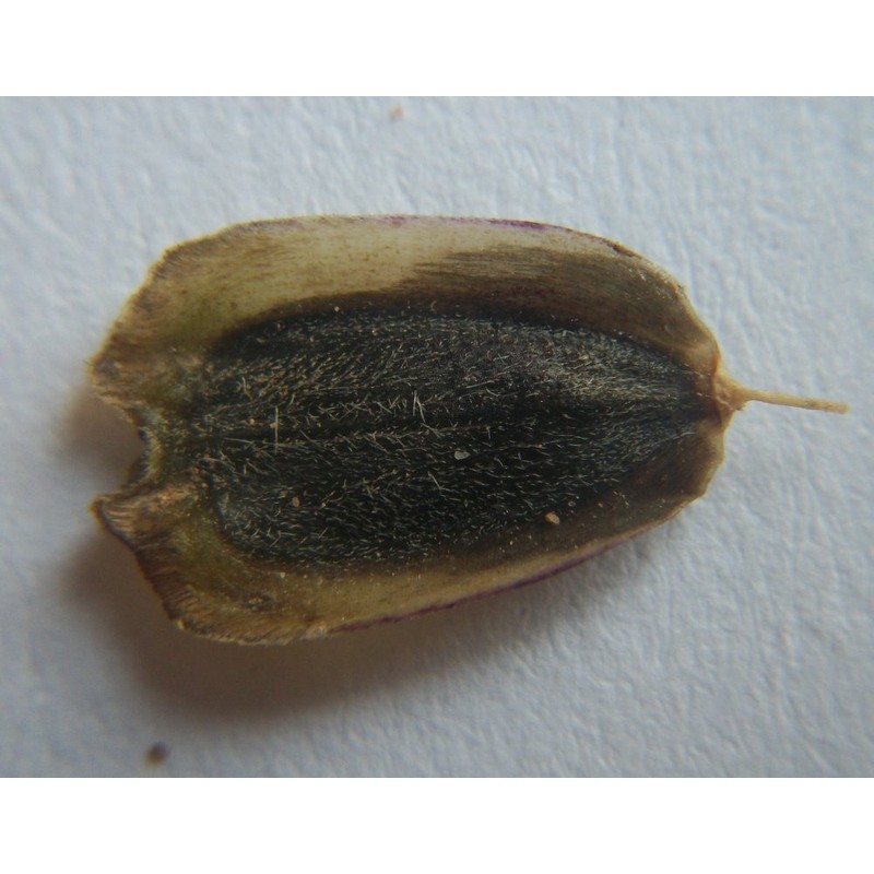 Compass Plant/Silphium laciniatum - 20 Seeds (Organically Grown)