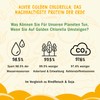 Discover the benefits of Golden Chlorella algae - your sustainable