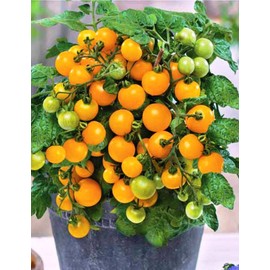Yellow Balcony Tomato Seeds 50+ Seeds for Planting Indoors and Outdoors