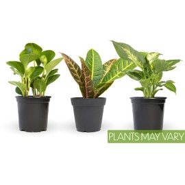Essential Houseplant Collection (3PK) Live Plants Indoor Plants Live Houseplants in Plant Pots, Easy House Plants Indoors Live, Snake Plant, Pothos in Potting Soil, Clean Air Plants by Plants for Pets