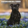 Staffordshire Bull Terrier 2025 Traditional Calendar