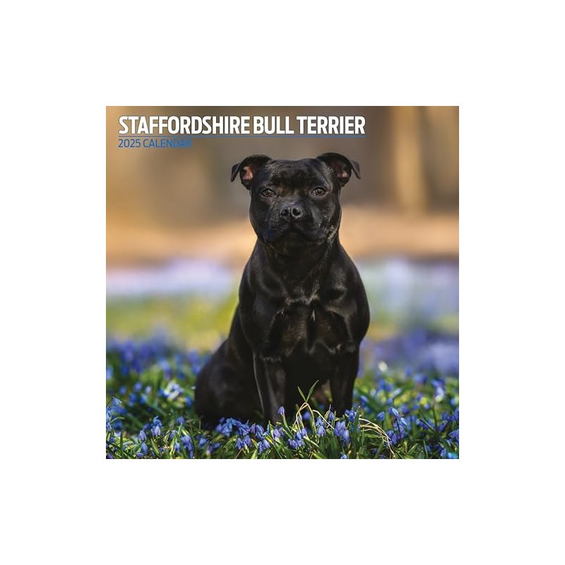 Staffordshire Bull Terrier 2025 Traditional Calendar