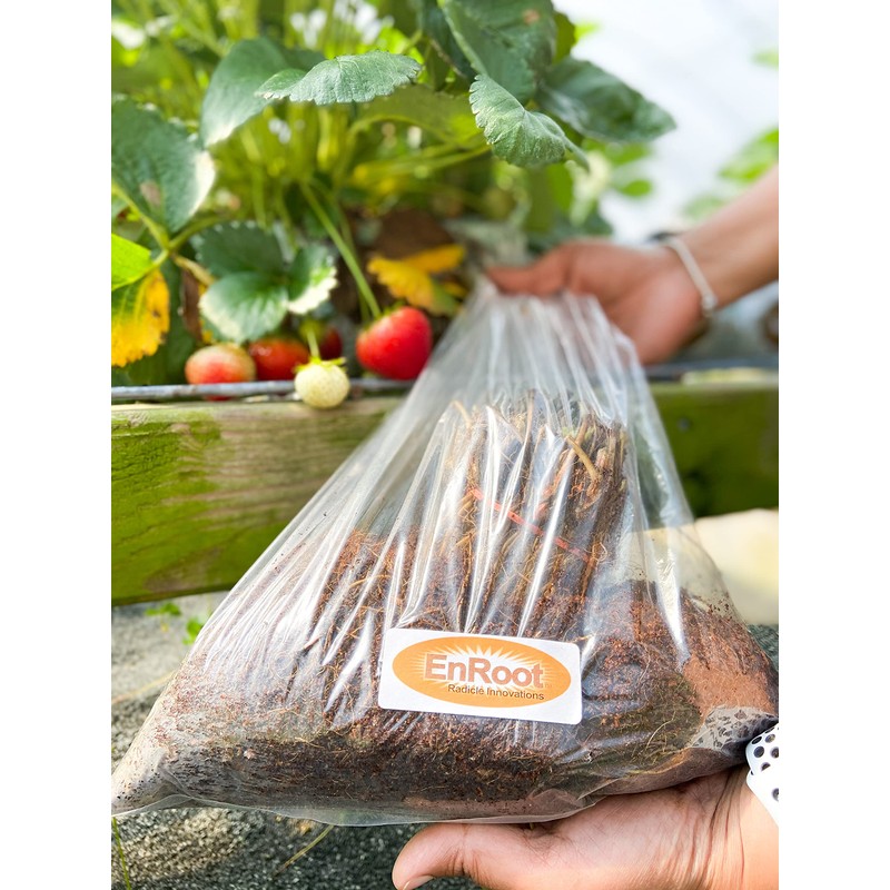Strawberry Albion Bare Root Plants 25 Count - Day Neutral