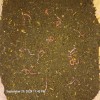 fishalotfarms 4 Lbs Freshly Sifted Redwiggler Worm Castings With Cacoons