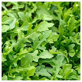 Everwilde Farms - 1 Lb Roquette Arugula Herb Seeds - Gold Vault