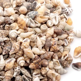 GOLD STONE Seashell Parts, Resin, 10g Shell, Material, Home Time, Production, Handmade, Craft, Natural Shellfish Material, Conch, Around 50 Pieces