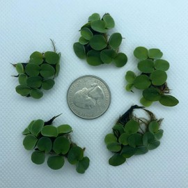 50+ Leaf Velvet Water Spangles (+Mystery Plant) Live Aquatic Floating Plant for Aquarium (salvinia cucullata) by Aquarigram