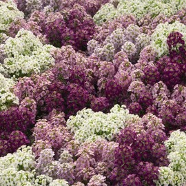 Outsidepride Alyssum Mulberry Mix - 1000 Seeds