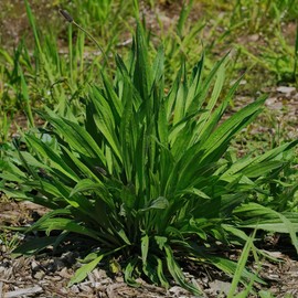 Boston Plantain Seed 250 Mg ~134 Seeds | Non-GMO Narrowleaf Ribwort (Plantago lanceolata) | Medicinal Herb, Cover Crop, Forage | Perennial for No-Till, Grazing & Soil Health | 60-90 Days