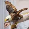 MILEE Realistic Hawk Plush, Hawk, Animal Toy, Fluffy, Cute Bird