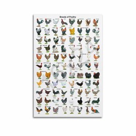 WXQZHF Chicken of Breeds,Poultry Knowledge Poster Poster for Room Aesthetic Posters 16x24inch(40x60cm)
