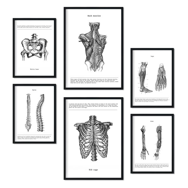 Nacnic Set di 6 Poster Anatomia. Raccolta di Piatti con Collage estetico per la Decorazione d'interni. Taglie A3 e A4. con Cornice Nera.