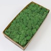 prefleur prefleur Preserved Reindeer Craft Moss Natural Green DIY Kit