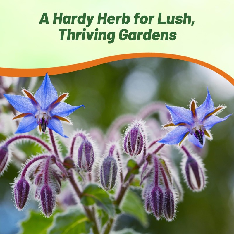 Outsidepride Blue Borage Seeds for Planting – 1 oz. Annual,