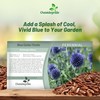Outsidepride Blue Globe Thistle Seeds - 1000 Pcs Perennial, Drought